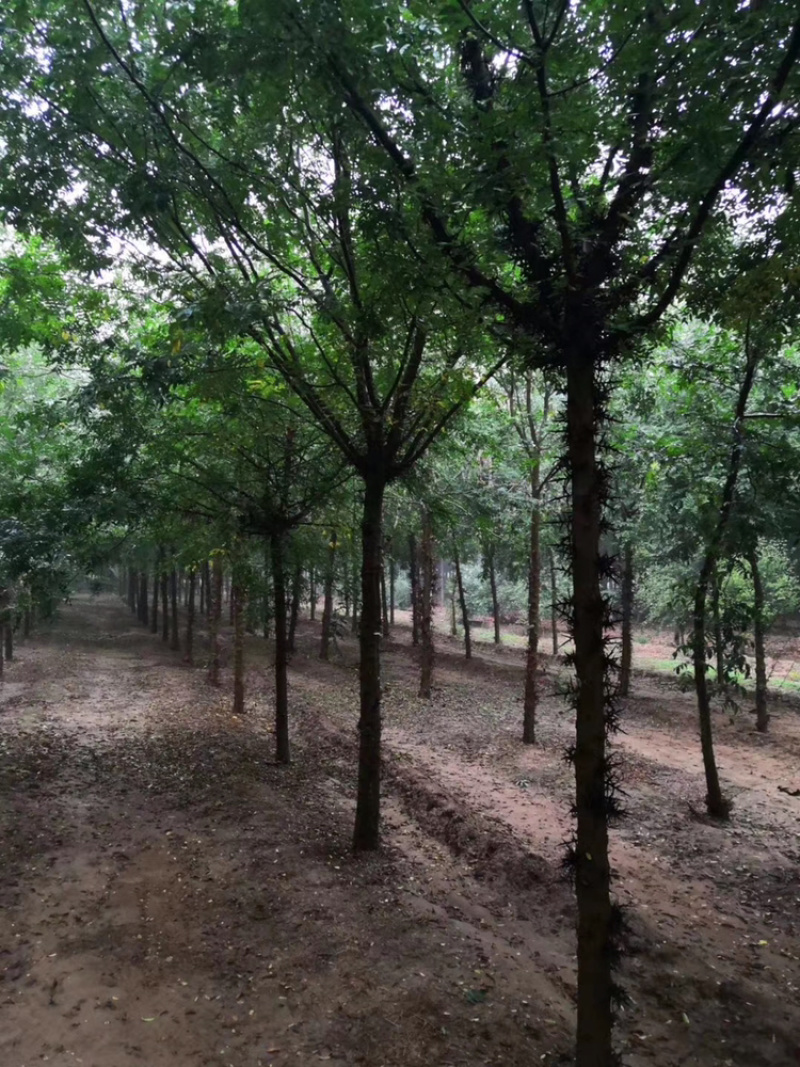 皂角20公分30公分40公分50公分皂角发帽皂角苗圃直供