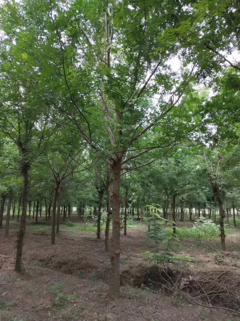 皂角20公分30公分40公分50公分皂角发帽皂角苗圃直供