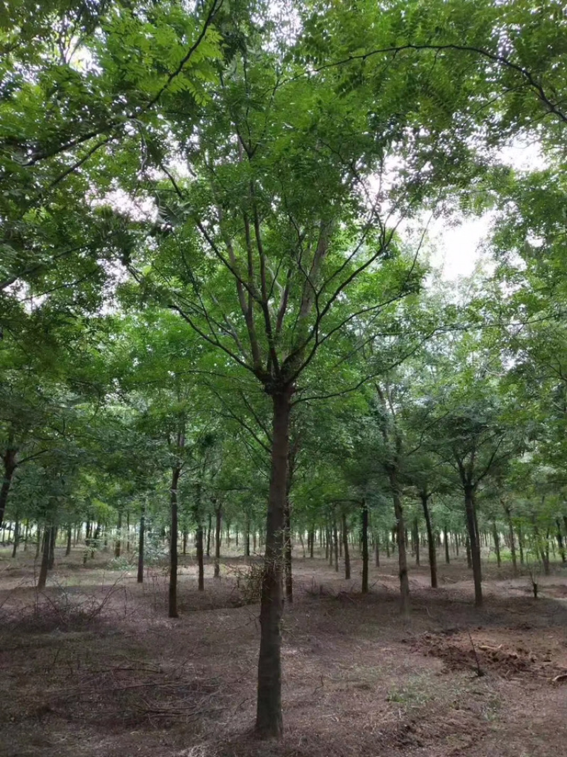 皂角20公分30公分40公分50公分皂角发帽皂角苗圃直供