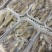 福建省漳州诏安灯火鲜一口管小鱿鱼
