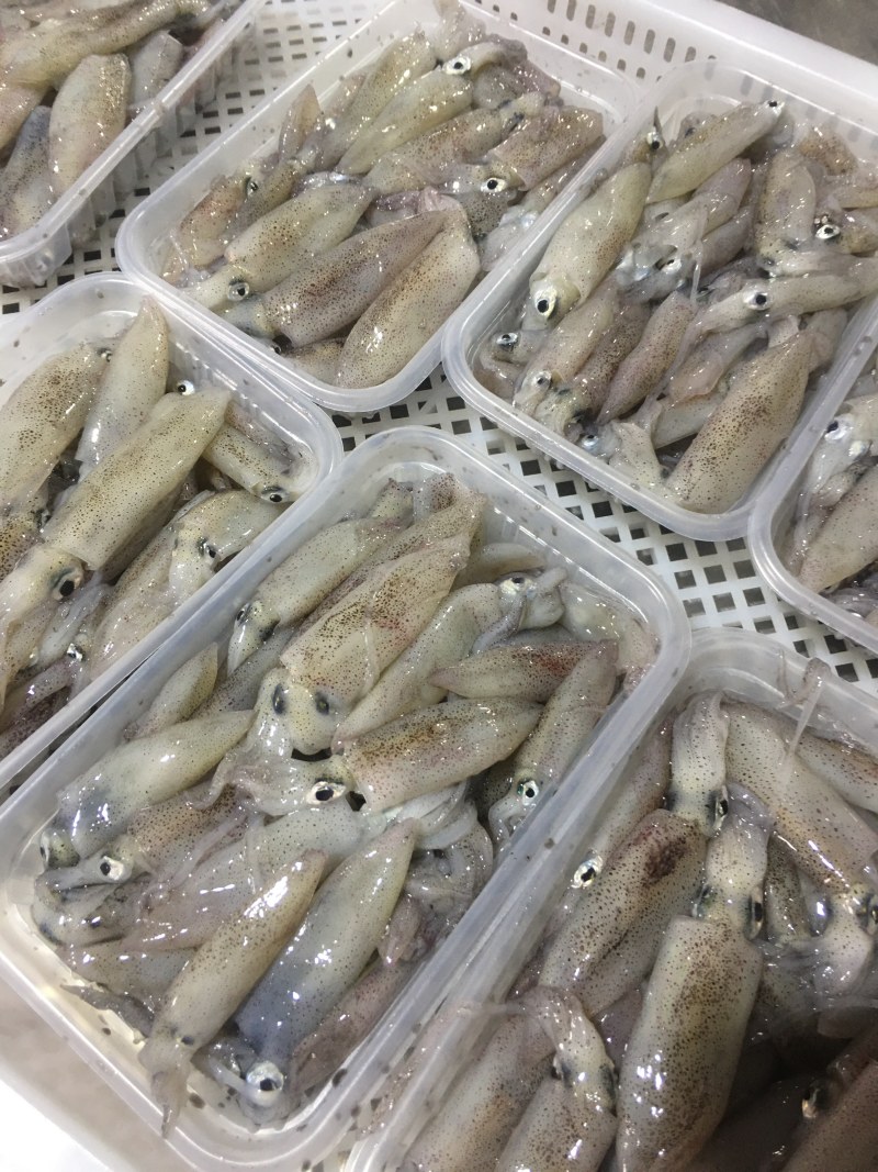 福建省漳州诏安灯火鲜一口管小鱿鱼