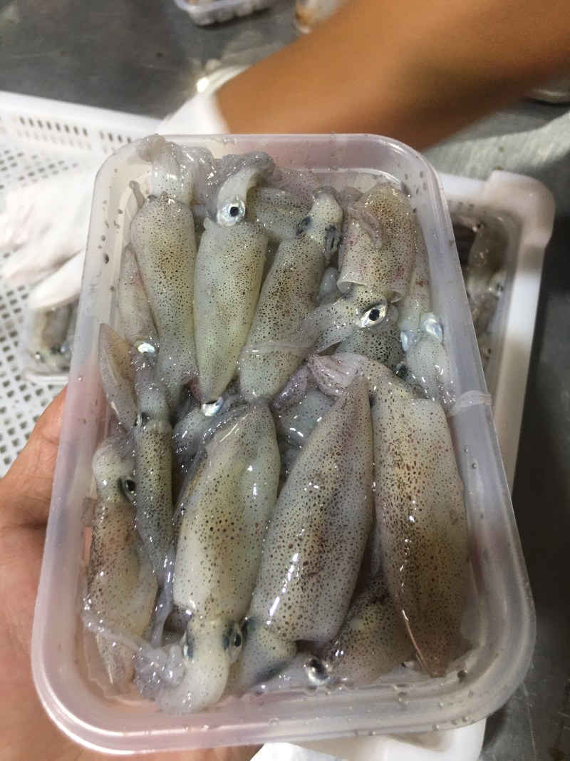 福建省漳州诏安灯火鲜一口管小鱿鱼