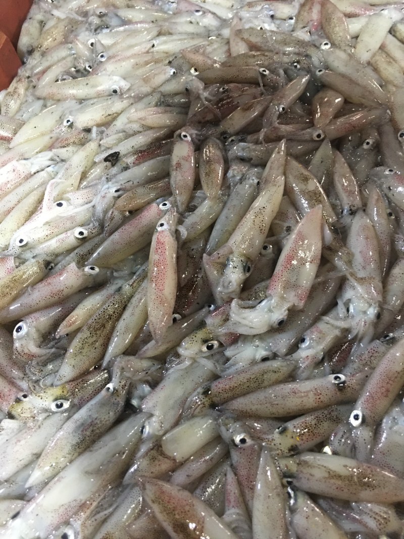 福建省漳州诏安灯火鲜一口管小鱿鱼