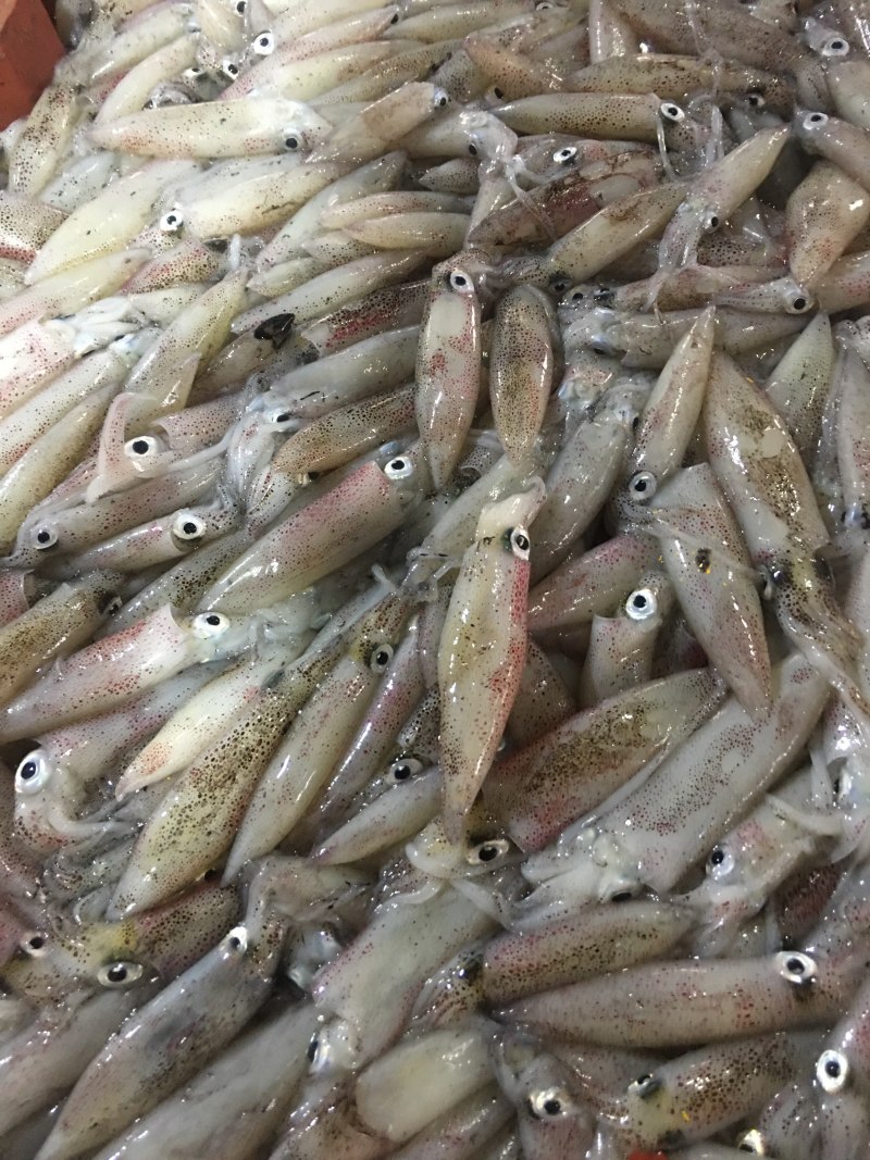 福建省漳州诏安灯火鲜一口管小鱿鱼
