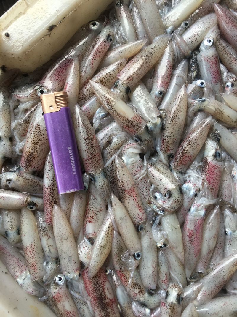 福建省漳州诏安灯火鲜一口管小鱿鱼
