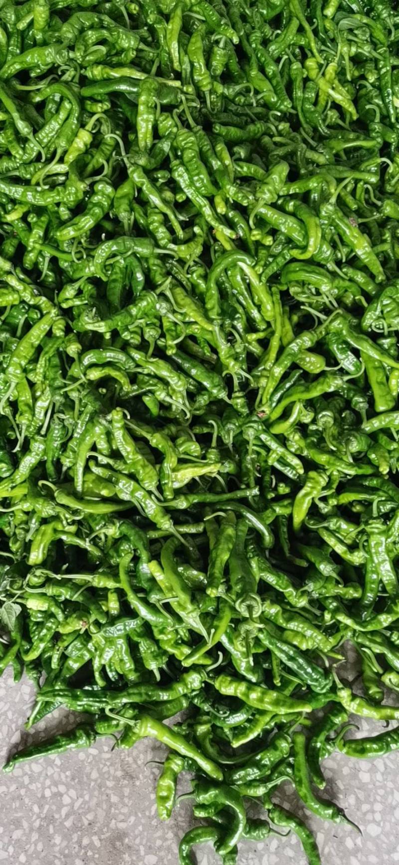 小皱皮辣椒