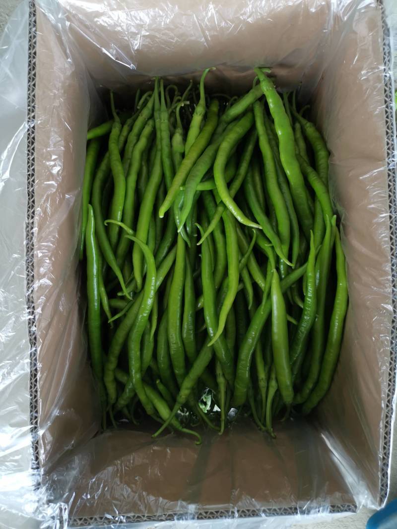 小皱皮辣椒