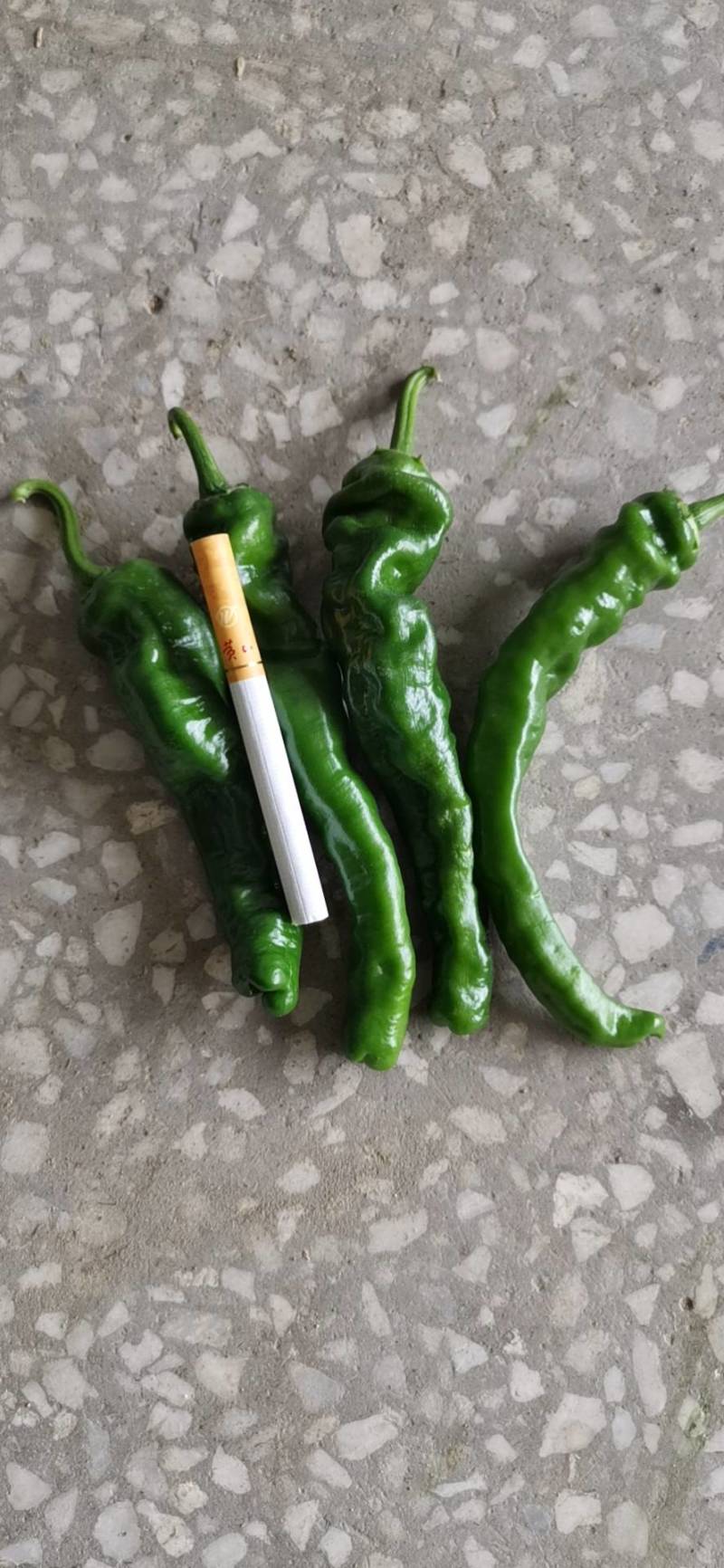 小皱皮辣椒