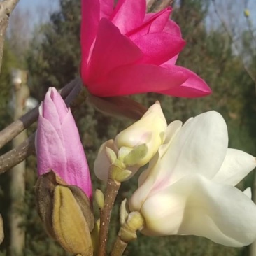 玉兰娇红玉兰树矮化玉兰保纯度签合同