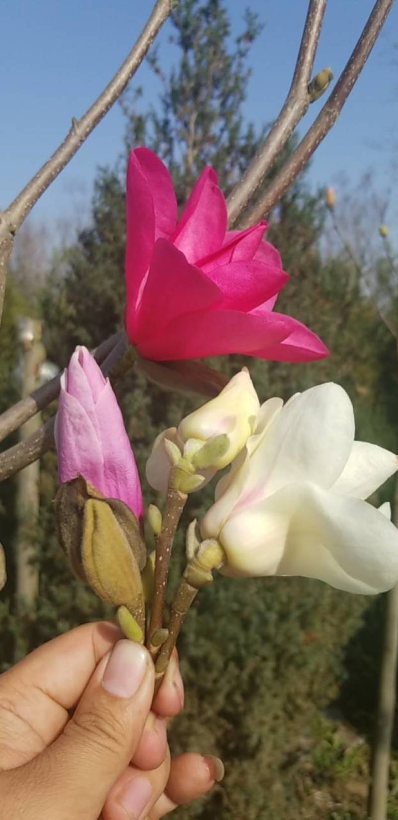 玉兰娇红玉兰树矮化玉兰保纯度签合同