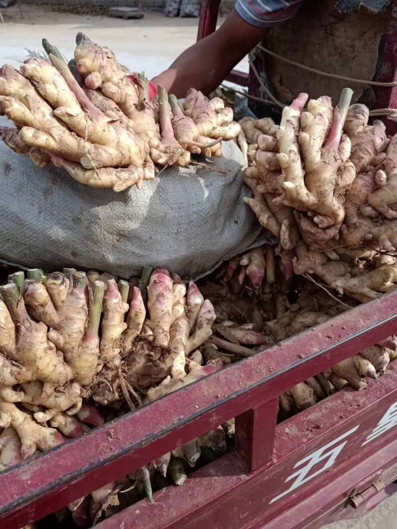 山东鲜姜基地，现刨现挖，保证质量，量大价优