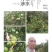 东江湖蜜桔普早大量上市中