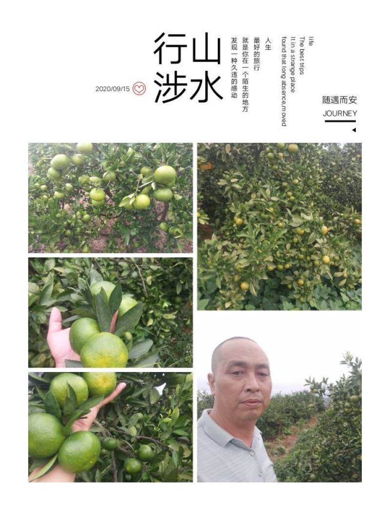 东江湖蜜桔普早大量上市中