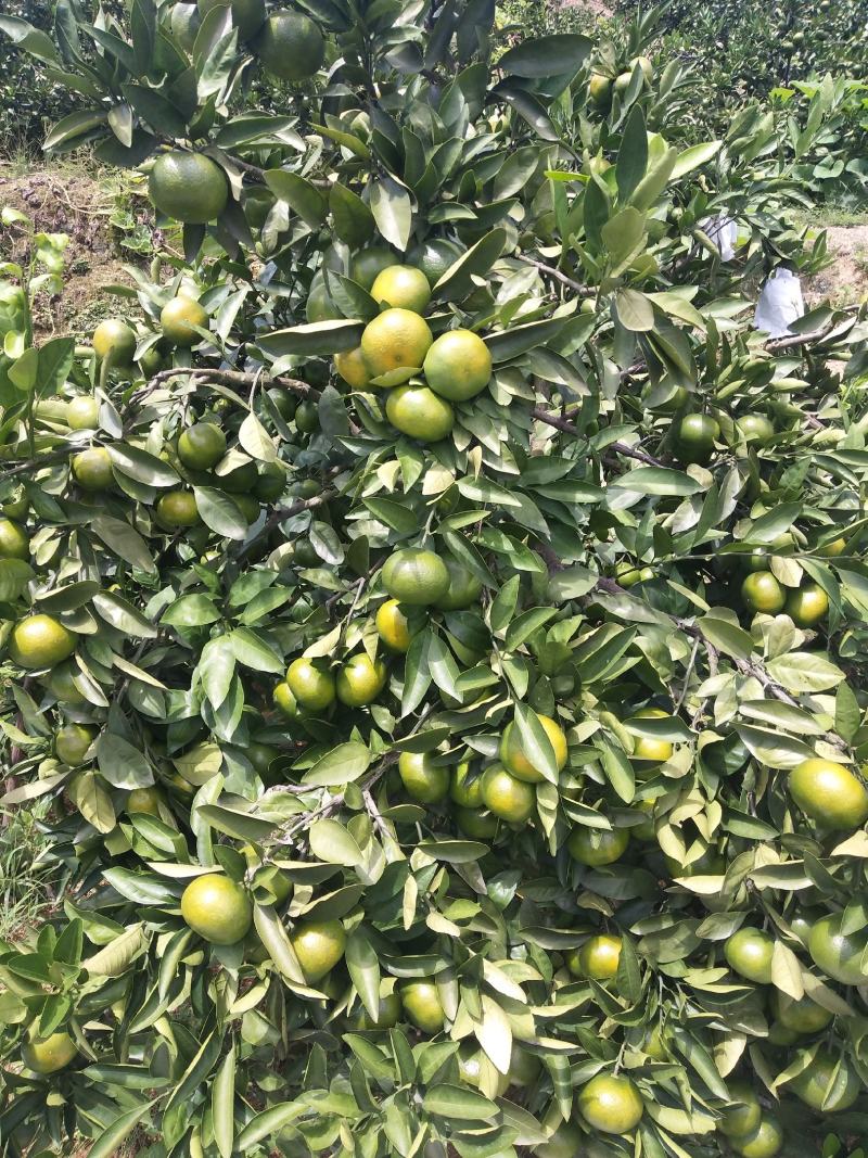 东江湖蜜桔普早大量上市中