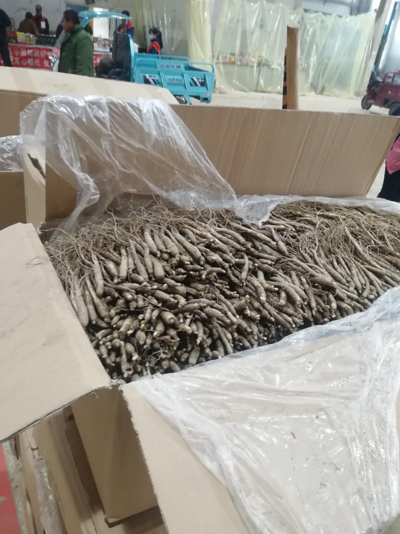 长白山地产鲜人参热卖中！自产自销一手货源