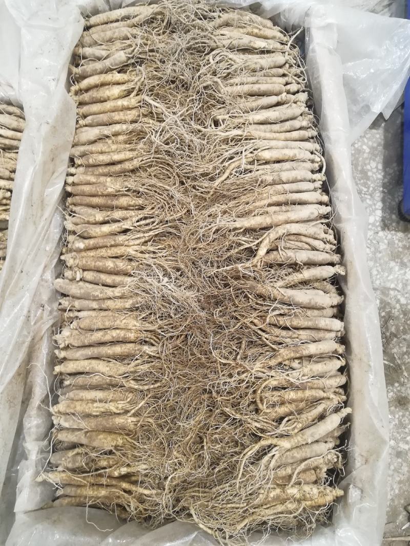 长白山地产鲜人参热卖中！自产自销一手货源