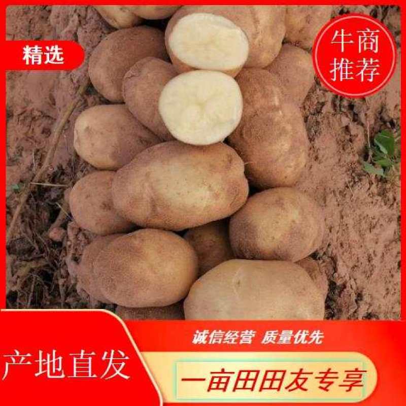 精品优质边贸小土豆量大质优，大量供应各大批发商