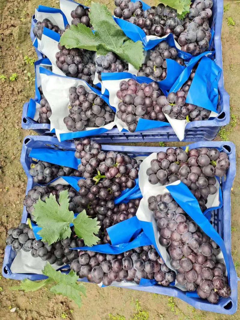 山东葡萄，巨峰，夏黑，【热卖中】半岛，大量上市！