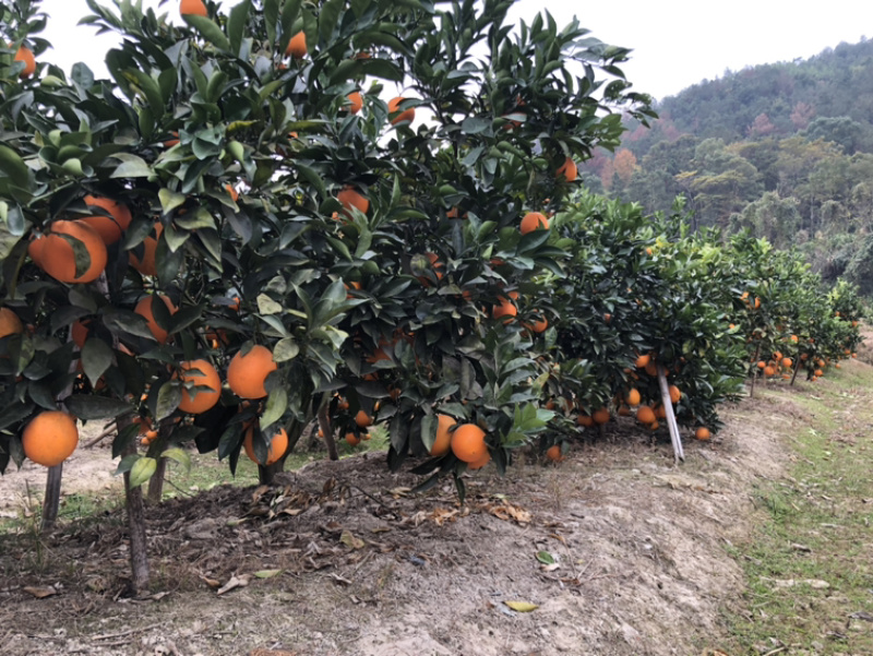 纽荷尔脐橙非赣南脐橙湖北橙福建福安脐橙一件代发