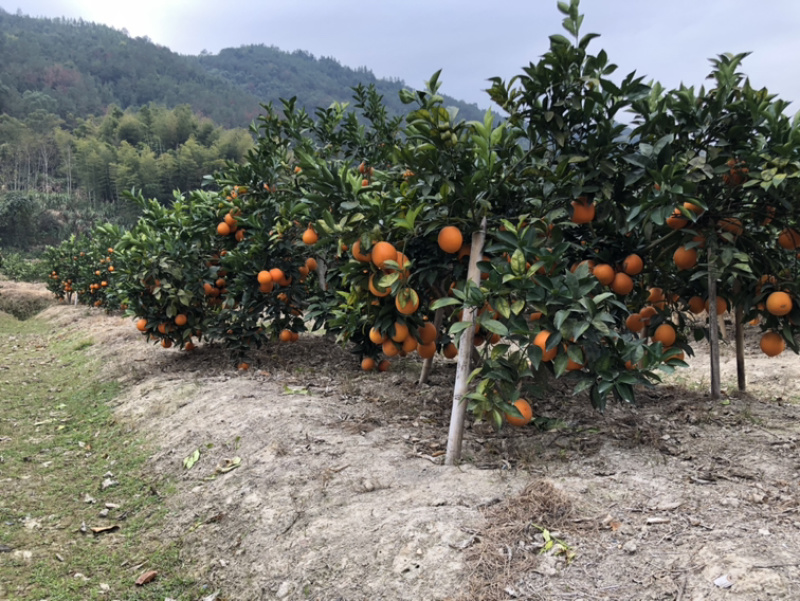 纽荷尔脐橙非赣南脐橙湖北橙福建福安脐橙一件代发