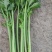 精品大棚小棵芹菜精品中棵芹菜物美价廉童叟无欺