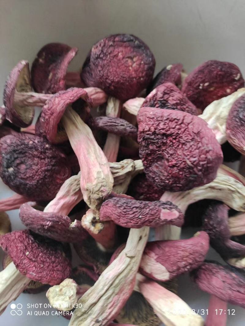 红菇野生正红菇，云南蓝底正红菇大量批发红菇