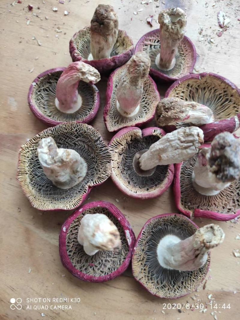 红菇野生正红菇，云南蓝底正红菇大量批发红菇