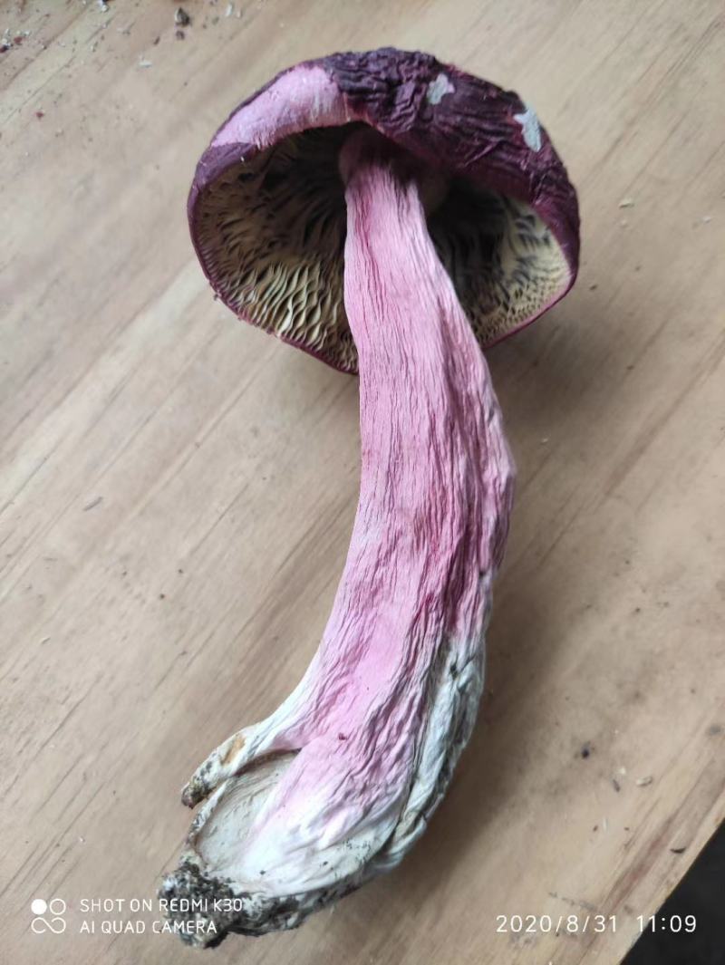 红菇野生正红菇，云南蓝底正红菇大量批发红菇