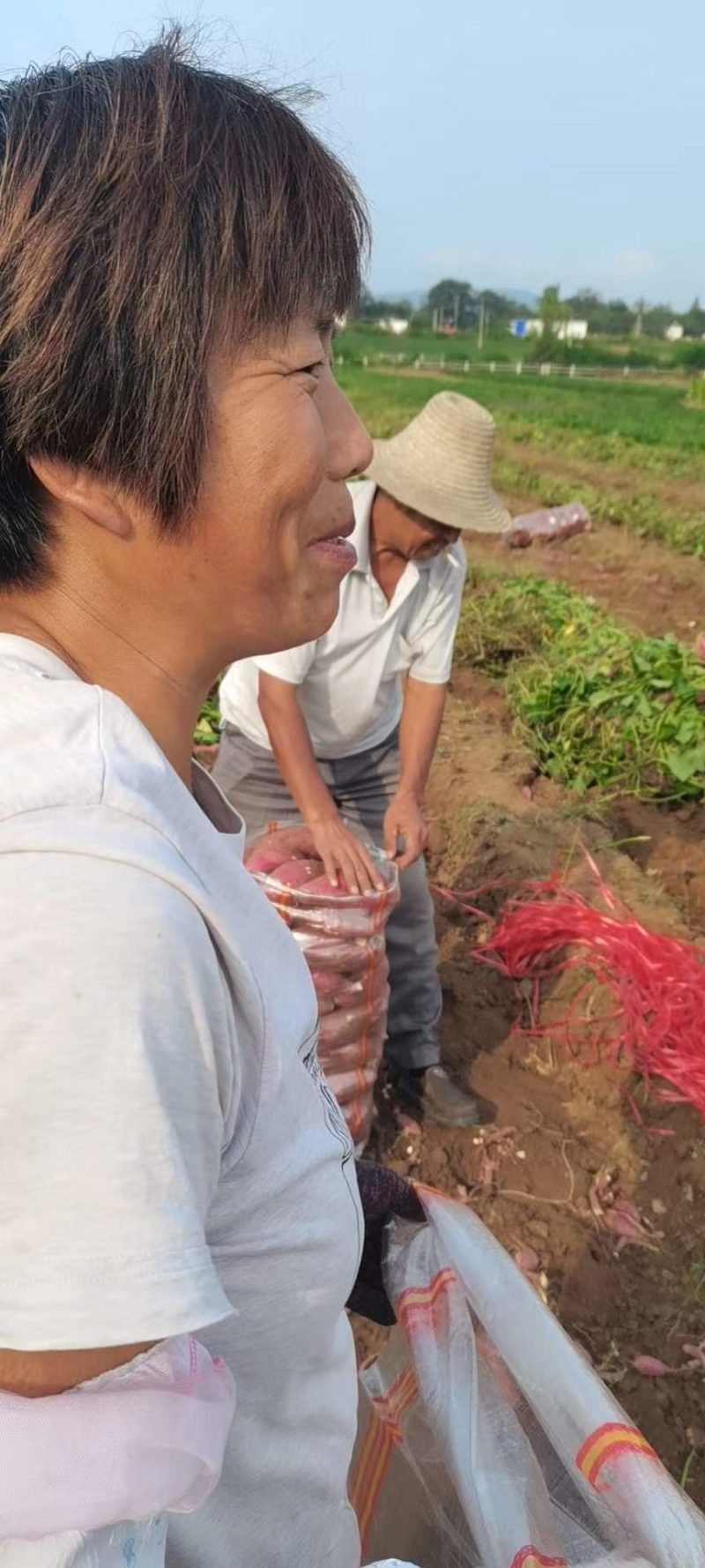 西瓜红红术大量上市了，需要的客商快和我联系。