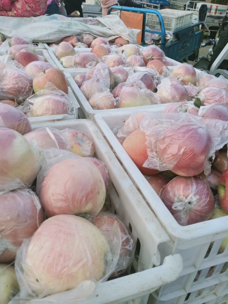 红富士以大量上市品质好，囗感甜欢迎新老客户前来发货