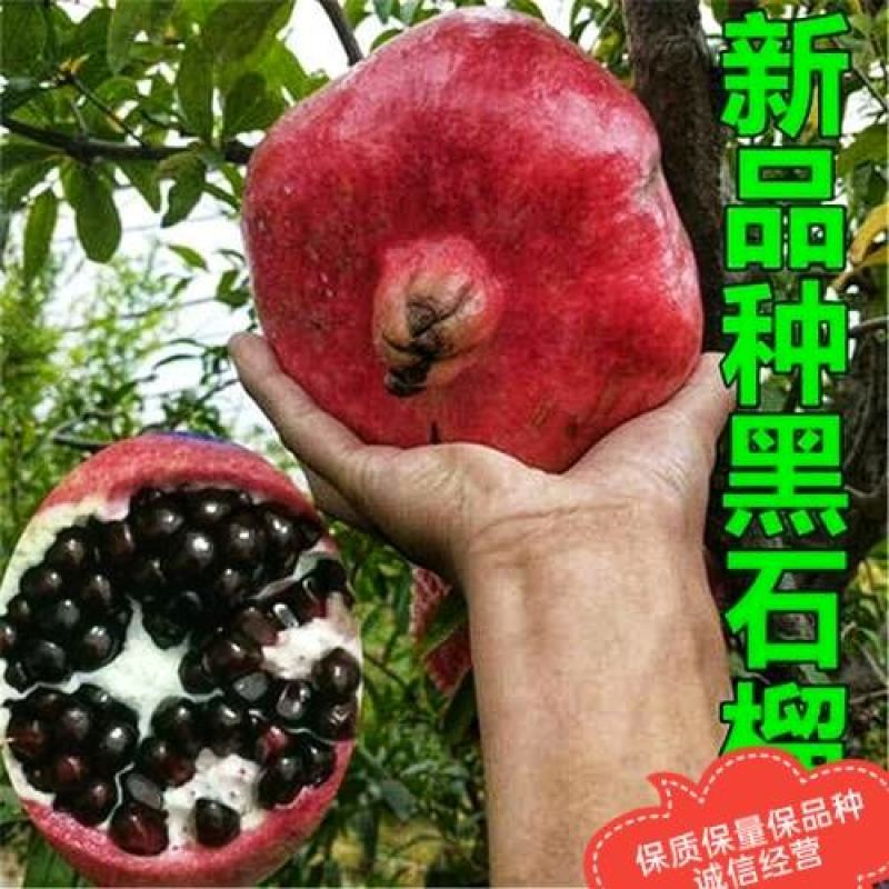 黑美人石榴苗基地直发保质保量包成活可视频看货死苗补发