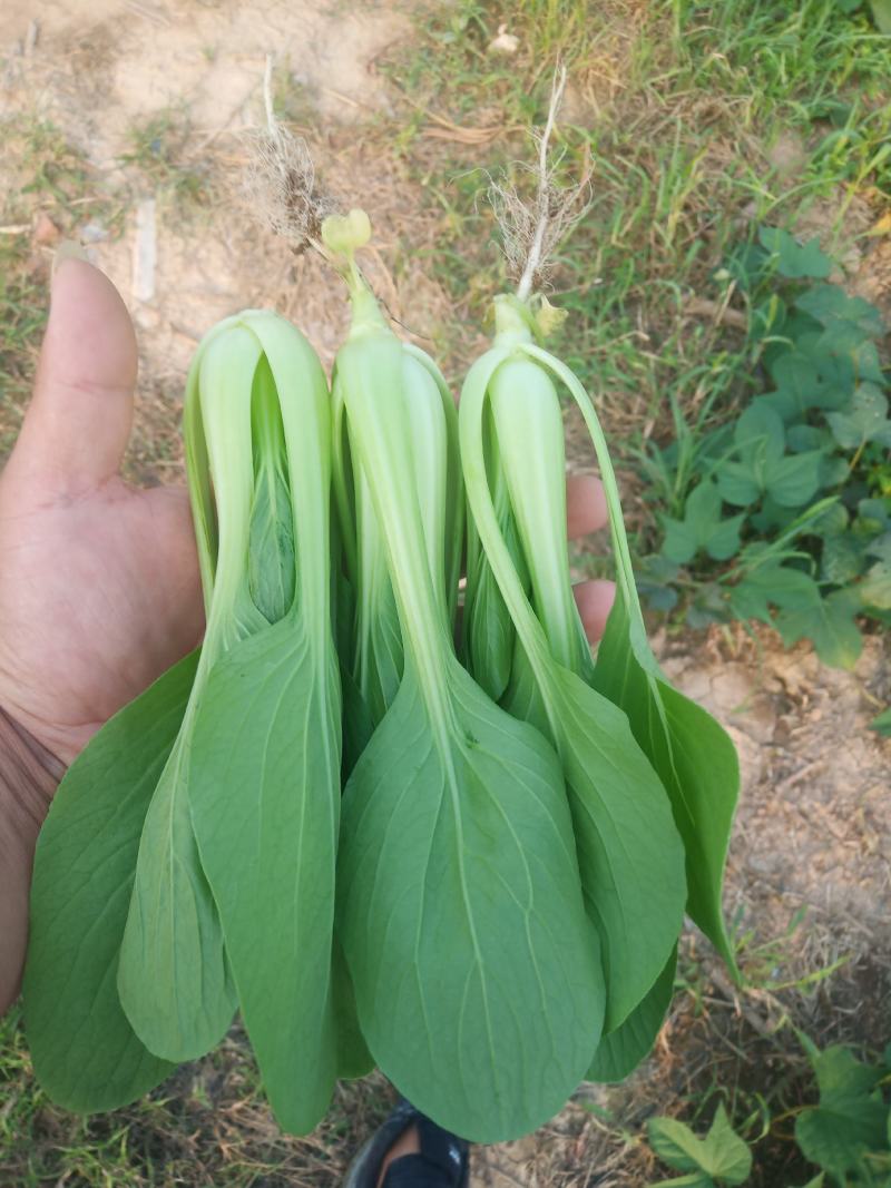 山东曹县上海青基地，常年供应，不断货，诚信经营