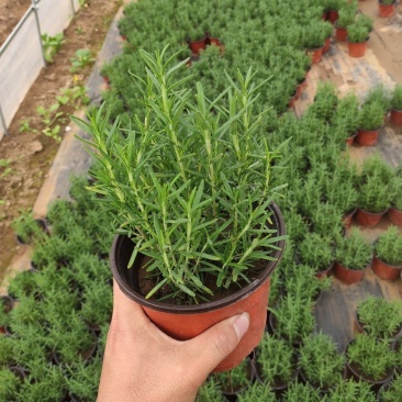 迷迭香盆栽可食用牛排用西餐香料植物调料新鲜香草迷迭香牛排