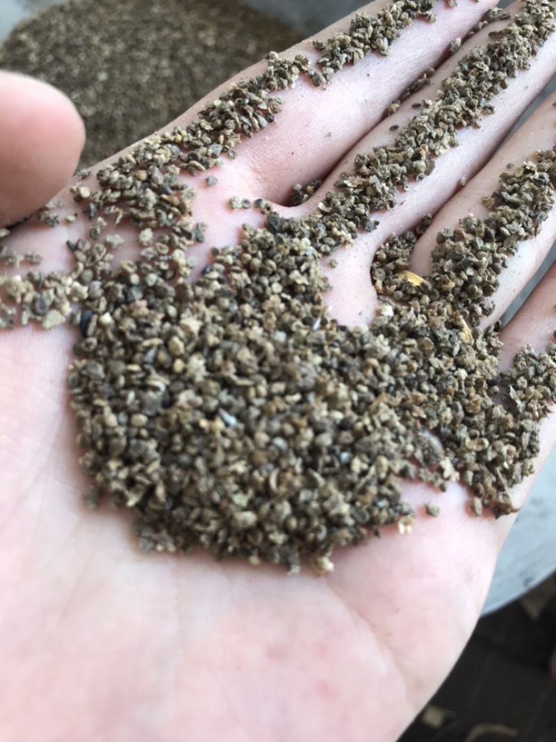 地肤子地肤籽保庆药业批发地肤籽实物拍摄！