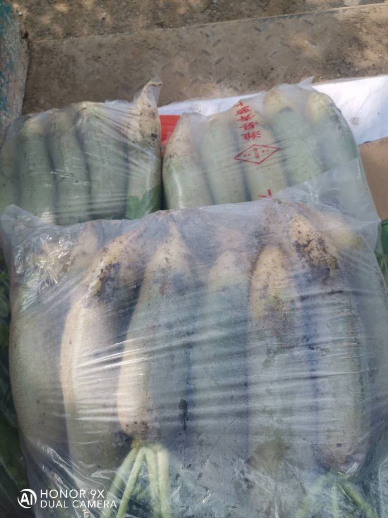 潍县萝卜/山东萝卜/脆甜爽口/量大货优/欢迎采购