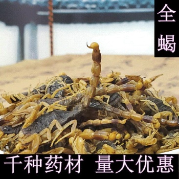 全蝎全虫蝎子干货无杂质清水盐水规格齐全量大从优包邮