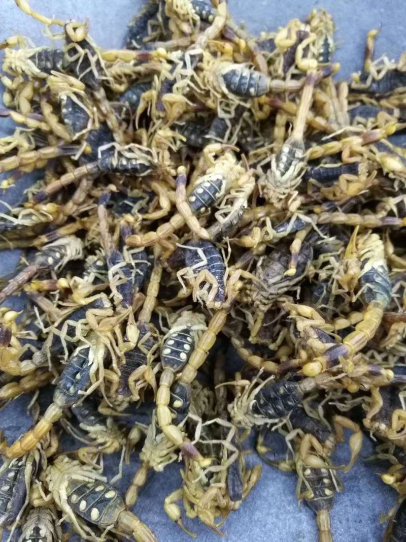 全蝎全虫蝎子干货无杂质清水盐水规格齐全量大从优包邮