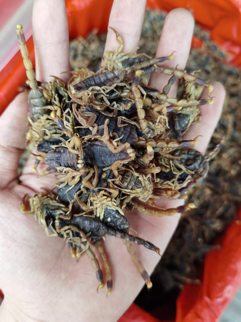 全蝎全虫蝎子干货无杂质清水盐水规格齐全量大从优包邮