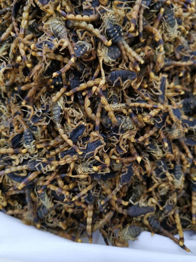 全蝎全虫蝎子干货无杂质清水盐水规格齐全量大从优包邮