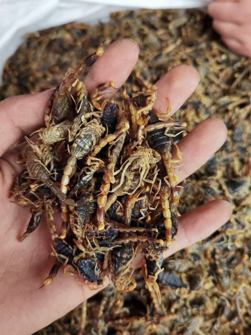 全蝎全虫蝎子干货无杂质清水盐水规格齐全量大从优包邮