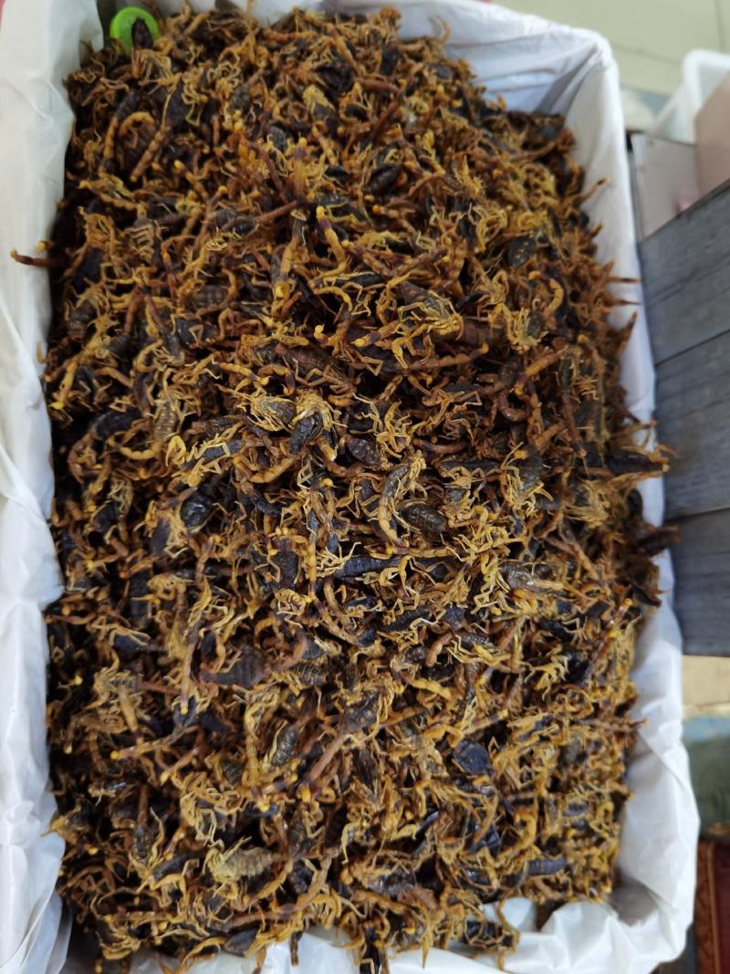 全蝎全虫蝎子干货无杂质清水盐水规格齐全量大从优包邮