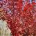 美国红枫【红冠】品种纯正，原枝扦插和培育，提供技术支持