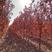 美国红枫【红冠】品种纯正，原枝扦插和培育，提供技术支持