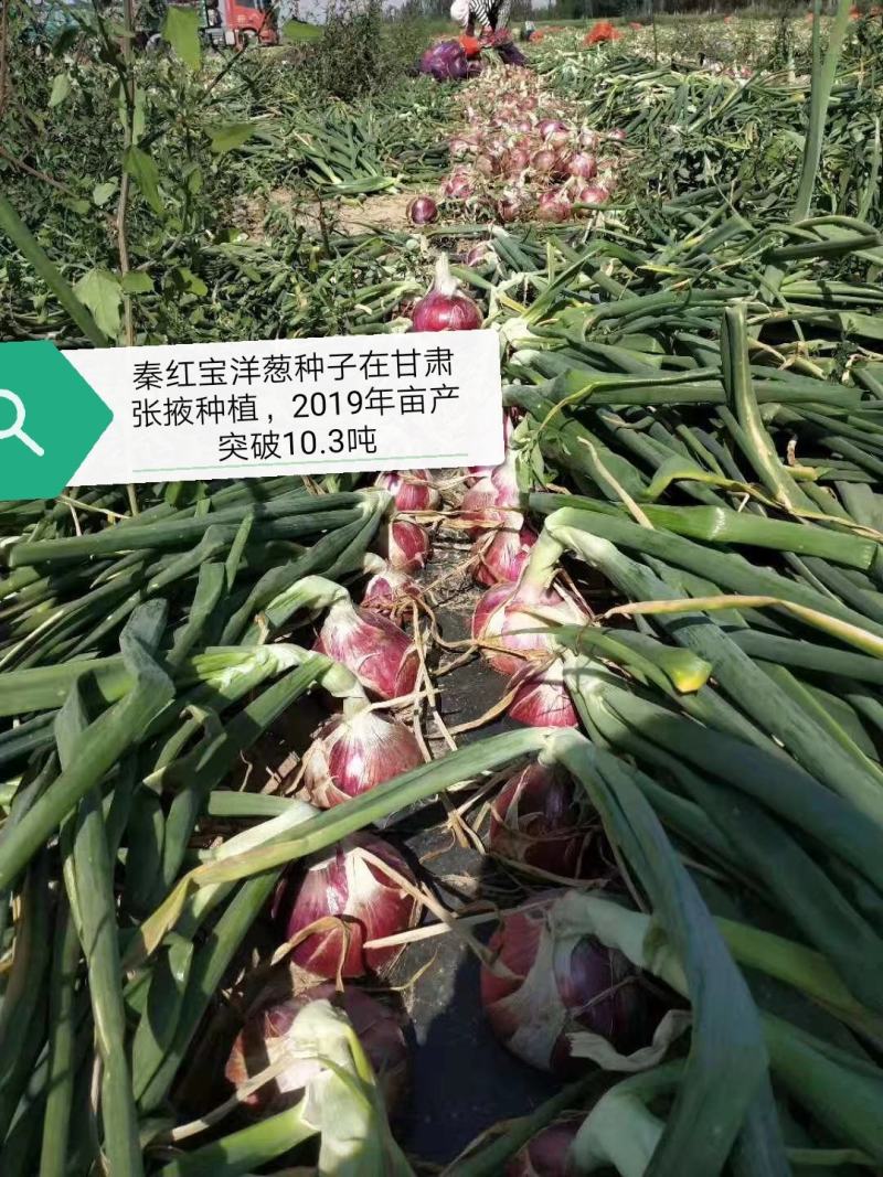 精装秦红宝早熟3号/晚熟6号紫红皮椭圆葱种子