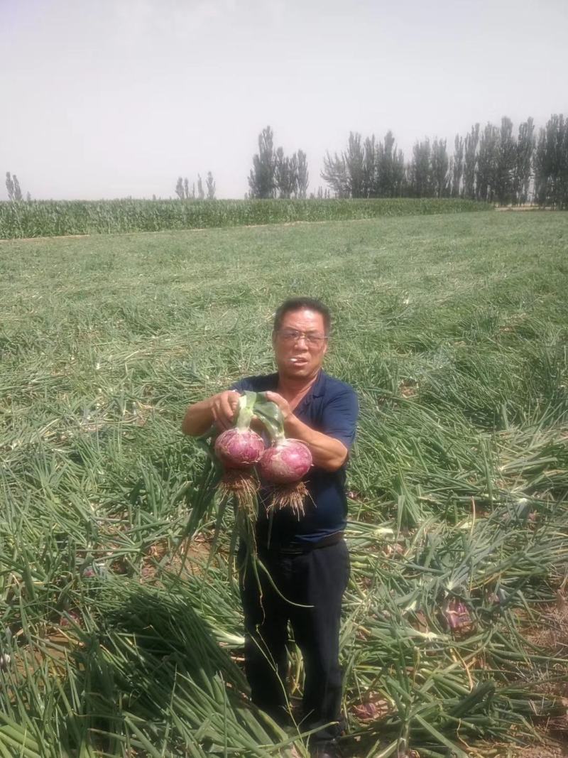 精装秦红宝早熟3号/晚熟6号紫红皮椭圆葱种子