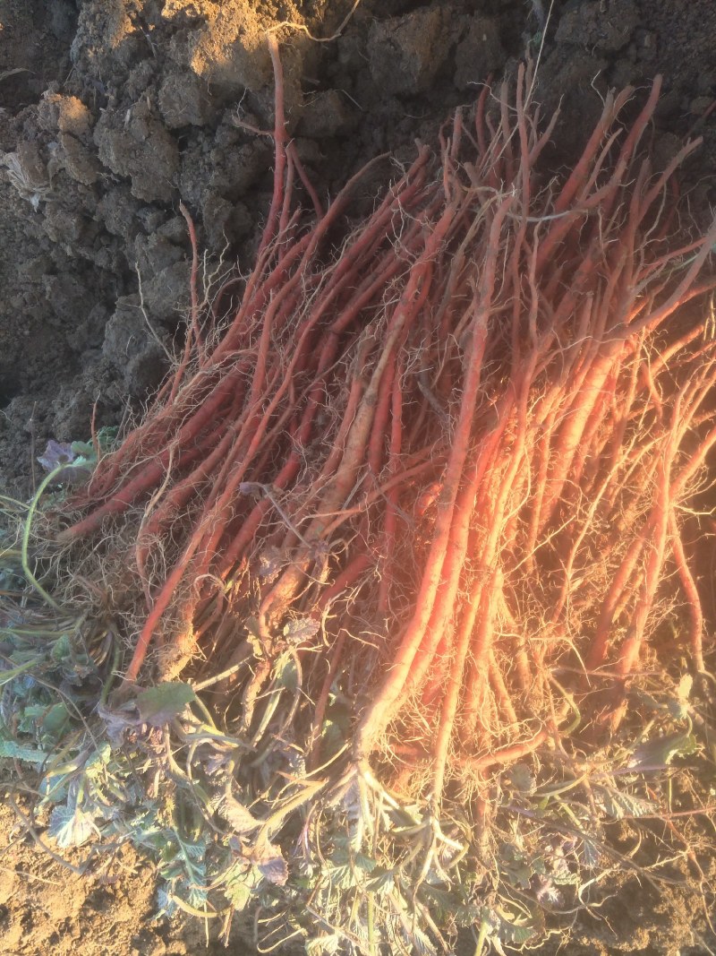 有上百亩地的丹参苗子诚信共赢欢迎新老客户前来选购！