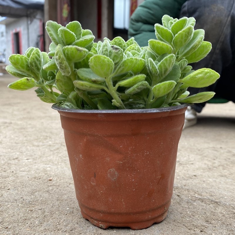 碰碰香花盆栽一抹香喷喷香随手室内驱蚊多肉老桩植物香味净化