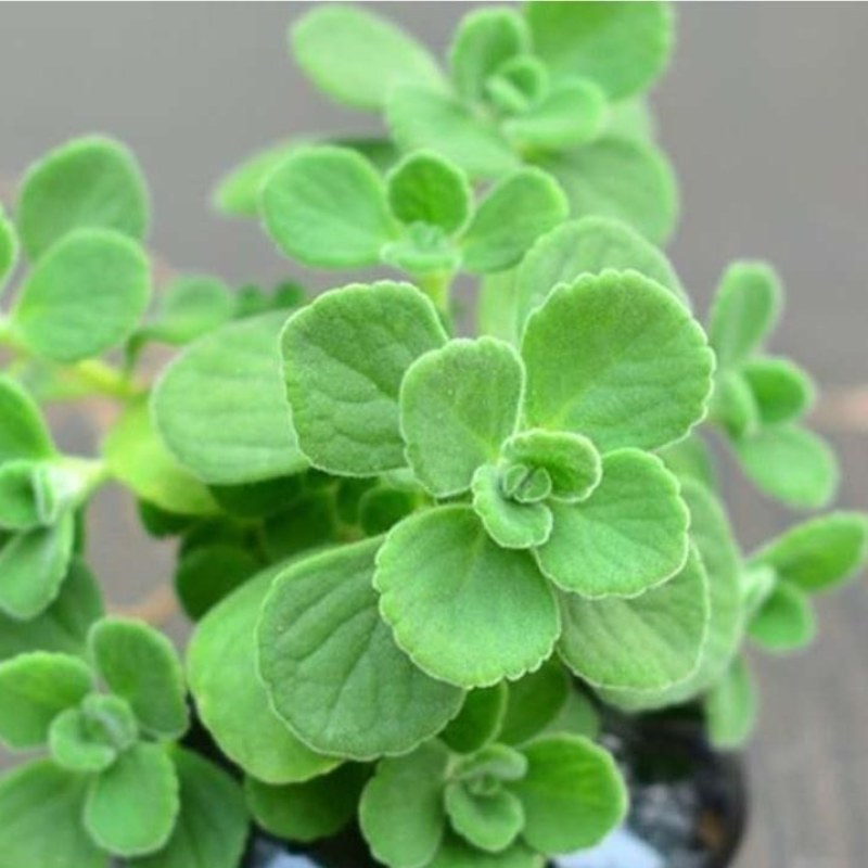 碰碰香花盆栽一抹香喷喷香随手室内驱蚊多肉老桩植物香味净化