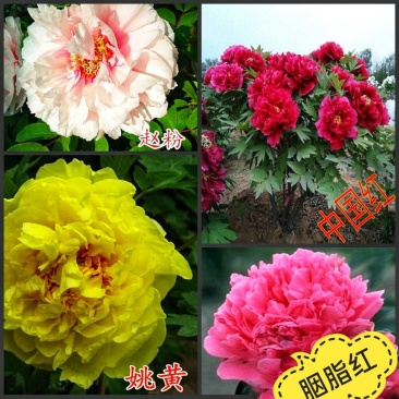 正宗洛阳牡丹花菏泽牡丹花保品种保质量保对版假一赔十