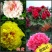 正宗洛阳牡丹花菏泽牡丹花保品种保质量保对版假一赔十
